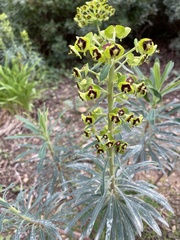 Euphorbia characias