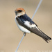 Fairy Martin - Photo (c) Tom Tarrant, some rights reserved (CC BY-NC-SA)