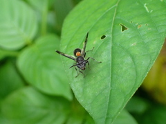 Ropalidia sumatrae
