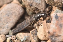 Ocypus aeneocephalus