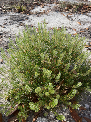 Lepidium virginicum image