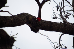 Dryocopus