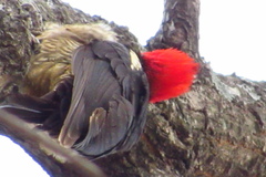 Dryocopus