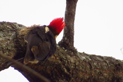 Dryocopus