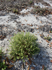 Lepidium virginicum image