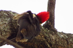 Dryocopus