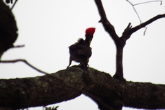 Dryocopus