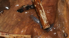 Caecidotea nodula