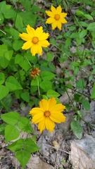 Coreopsis auriculata