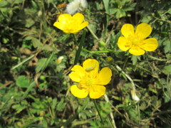 Ranunculus repens