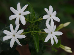 Jasminum elongatum