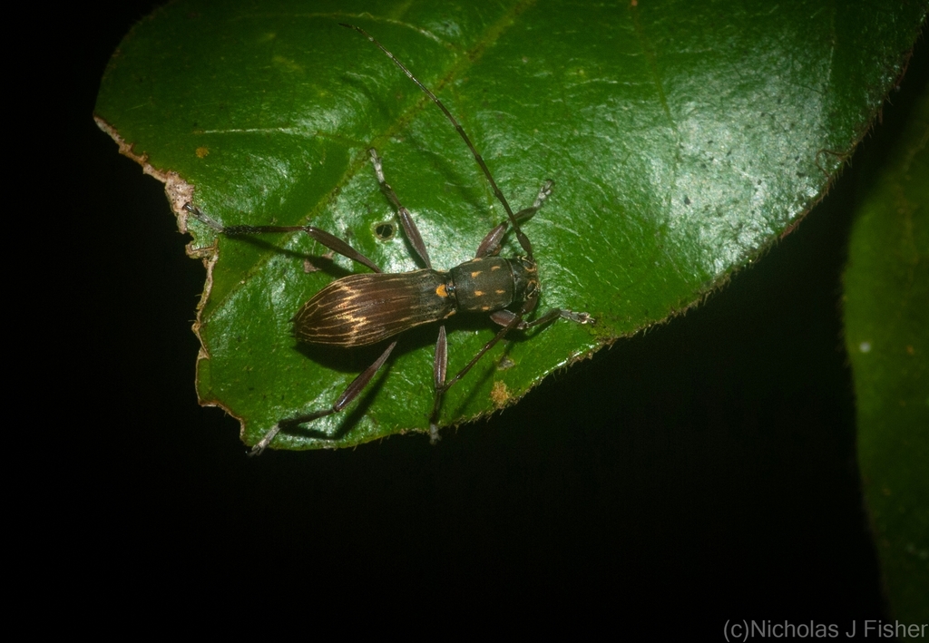 Mesolita lineolata