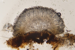 Lasiobolus microsporus