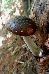 Fungi