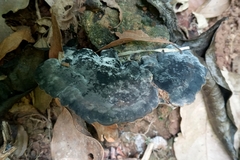 Fungi