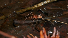 Pachygnatha furcillata