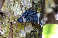 Hamadryas amphinome