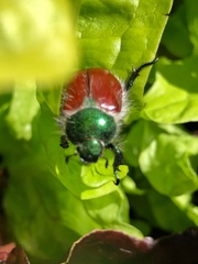 Paracotalpa