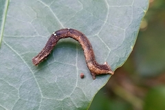 Lepidoptera