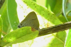 Lycaenidae