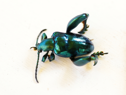 Frog-legged leaf beetle (Sagra femorata)