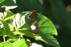 Lycaenidae