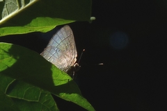 Lycaenidae