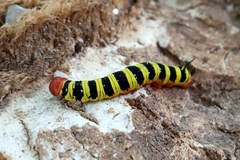 Lepidoptera