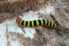 Lepidoptera