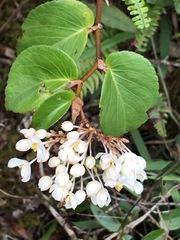 Begonia meridensis