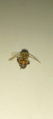 Apis mellifera