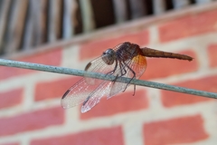 Anisoptera