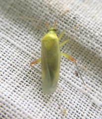 Closterotomus