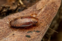 Plectoptera
