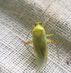 Closterotomus