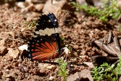 Hamadryas amphinome