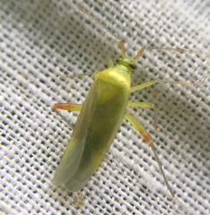 Closterotomus