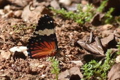 Hamadryas amphinome
