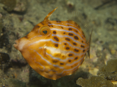 Eubalichthys mosaicus