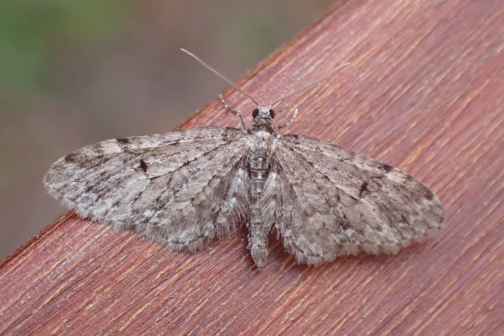Conifer Pug