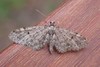 Eupithecia annulata - Photo (c) giantcicada, some rights reserved (CC BY), uploaded by giantcicada