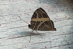 Colobura dirce