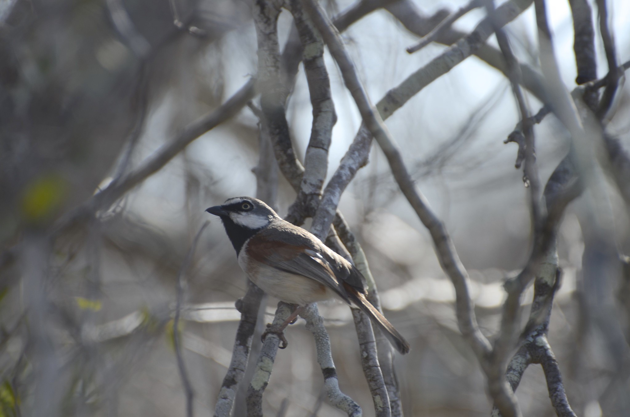 Red-shouldered Vanga (Calicalicus rufocarpalis), photo 6