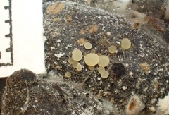 Lasiobolus microsporus