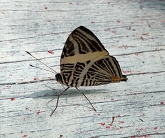 Colobura dirce