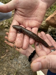 Necturus mounti