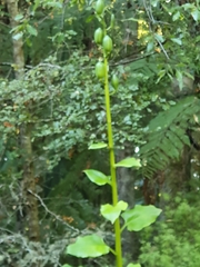 Cardiocrinum giganteum