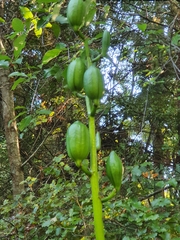 Cardiocrinum giganteum
