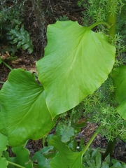 Cardiocrinum giganteum