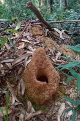 Cornitermes bequaerti